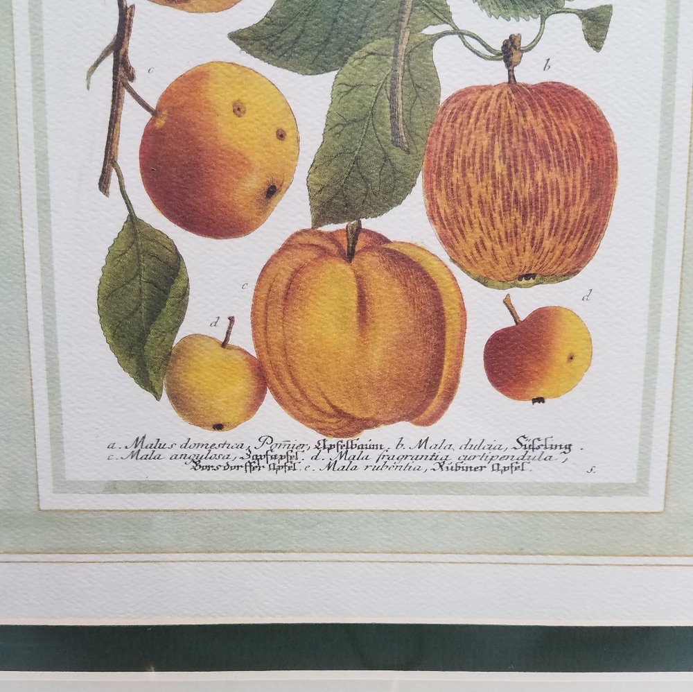 Apple Print - Picture 6 of 6